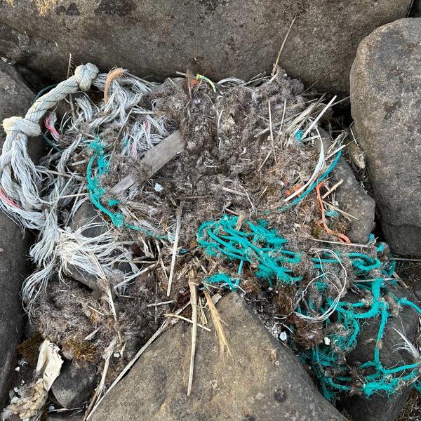 Nest made of rope and cut-offs at Svalbard.