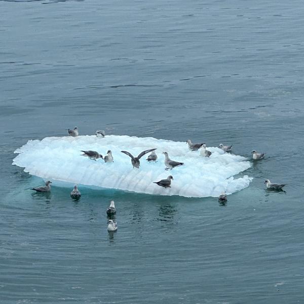 Havhester på et isflak i havet. Foto: Mathias Strömqvist