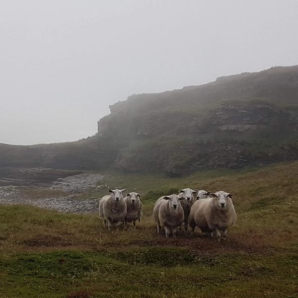 Sheep out in the nature. Mountains and ocean in the background.