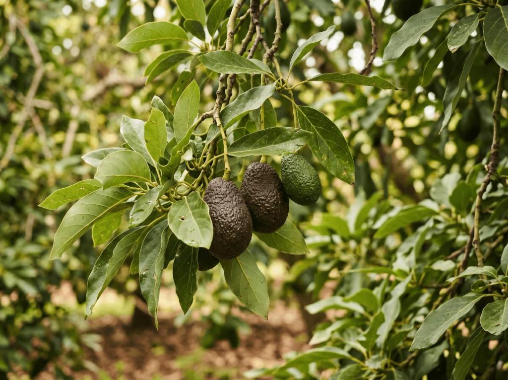 Avocado