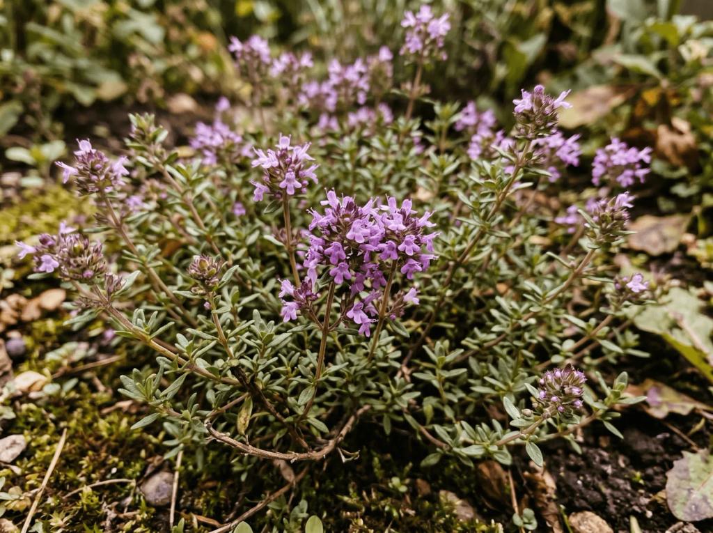 Thymian