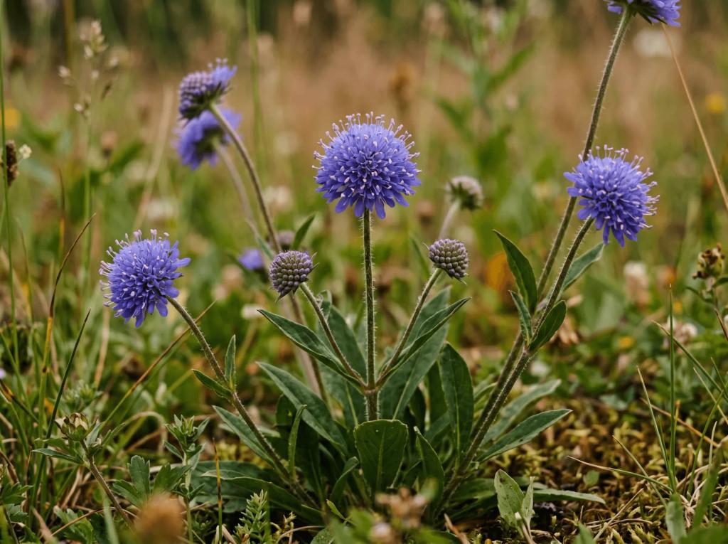 Teufelsabbiss