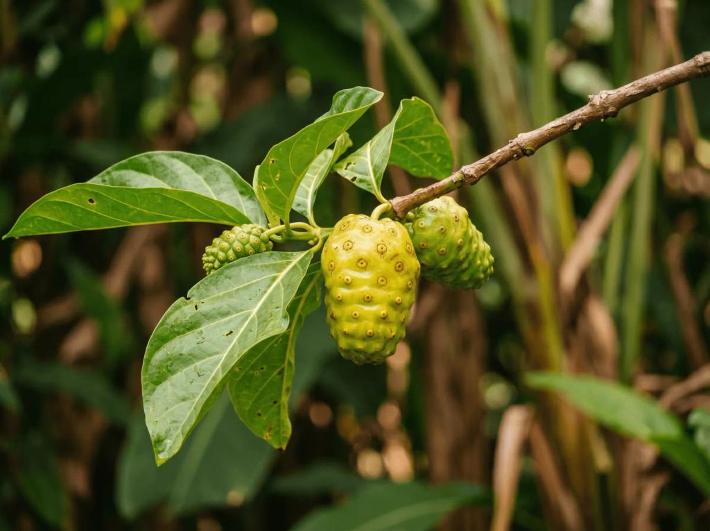 Noni