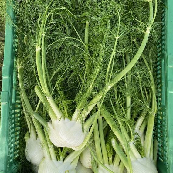 Zutaten Fenchel-Apfel-Salat