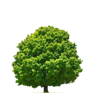 AllesWirdGut AllesWirdGut