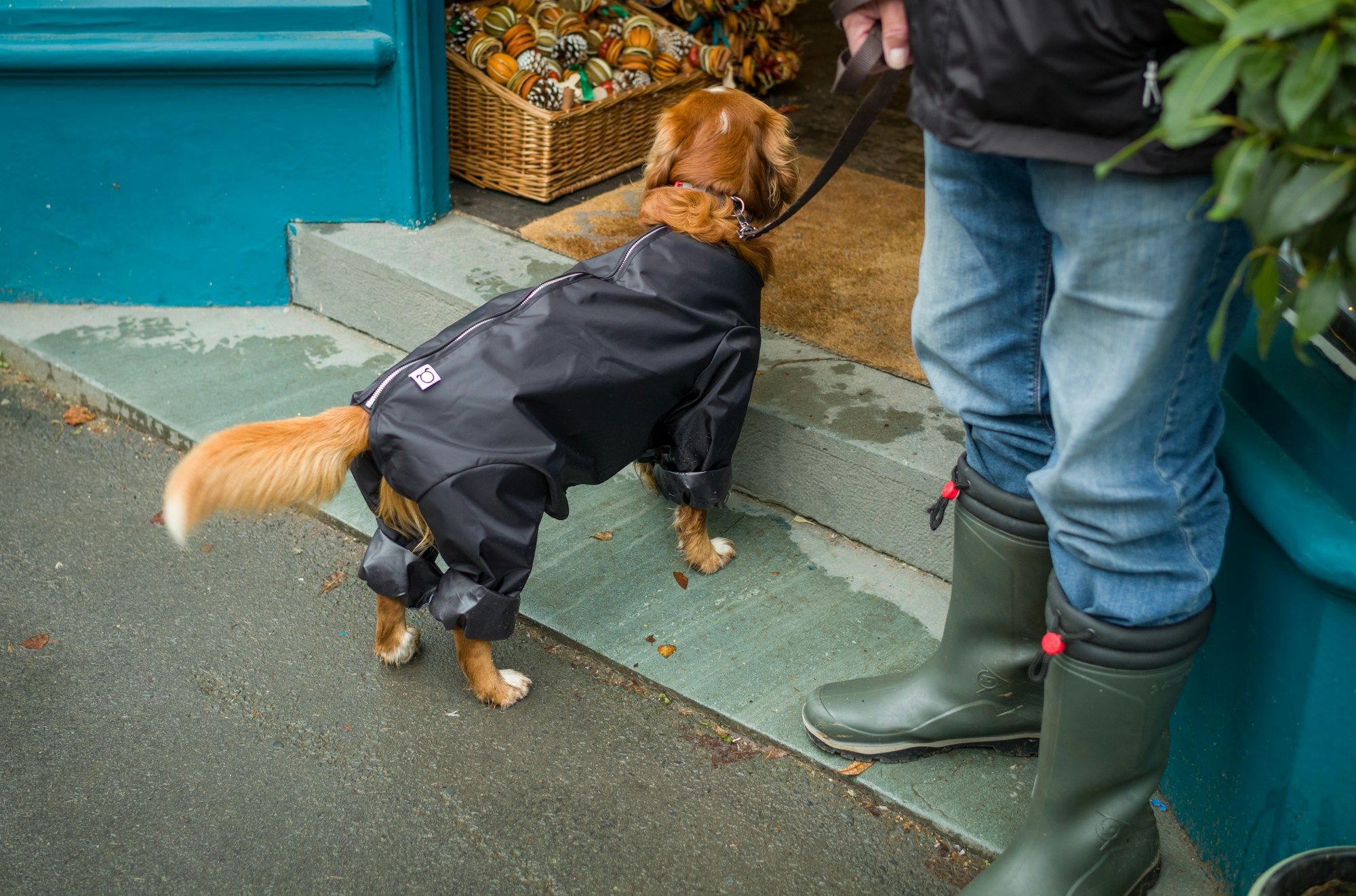 Petit chien roux vêtu d'un imperméable noir en laisse sur un trottoir mouillé, à côté de bottes de pluie vertes