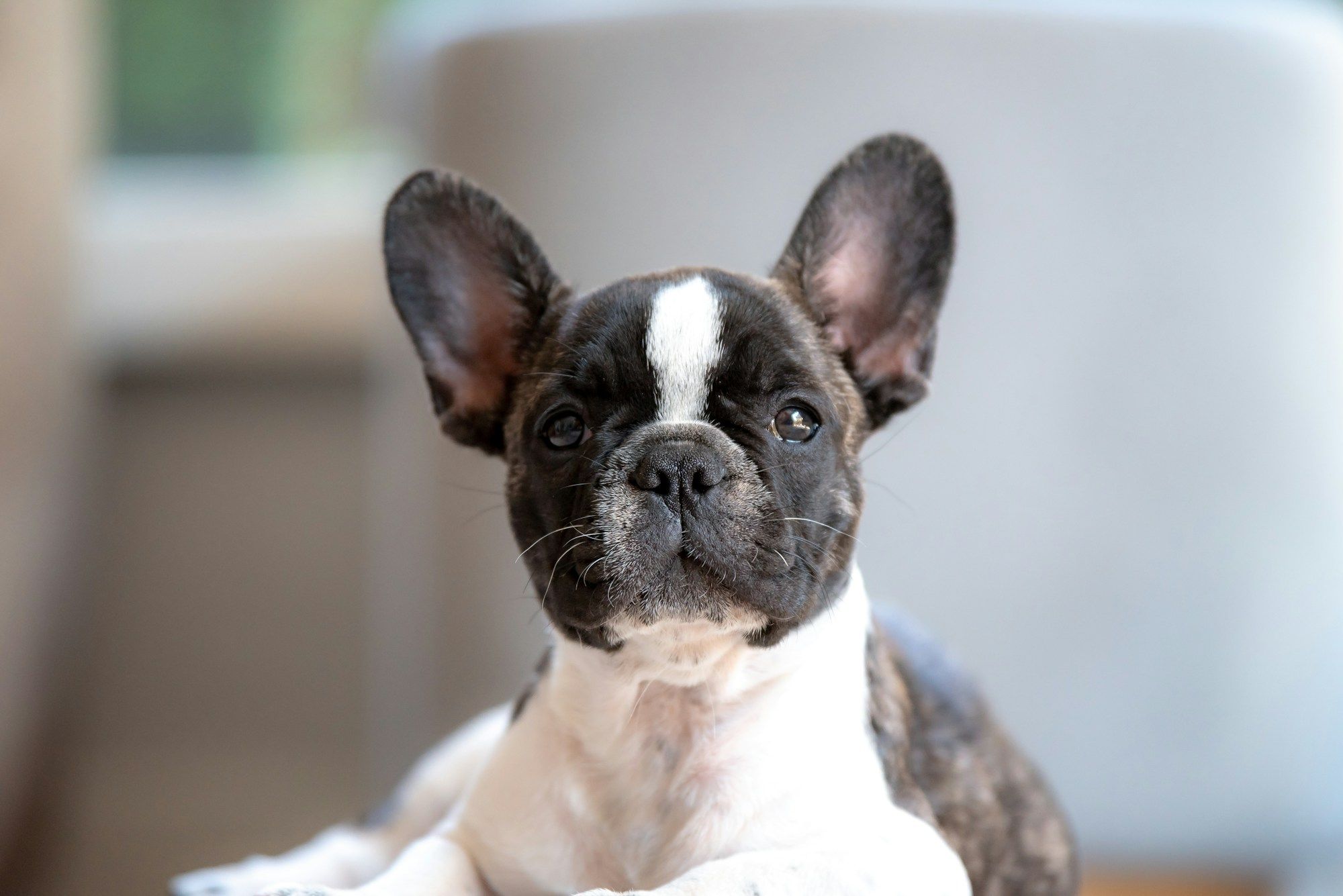 Chiot bouledogue français bringé et blanc aux grandes oreilles dressées, allongé et regardant l'objectif