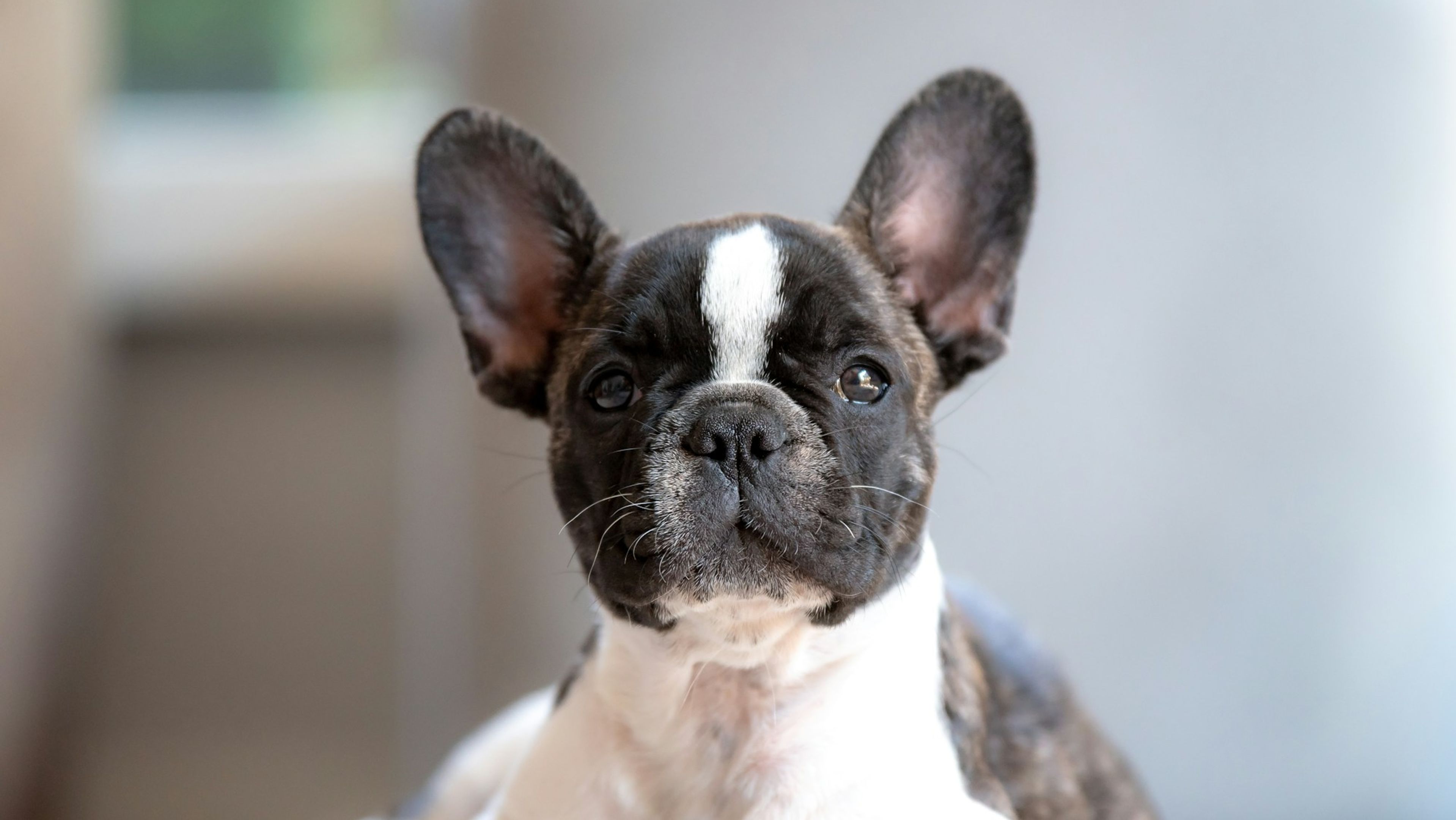 Chiot bouledogue français bringé et blanc aux grandes oreilles dressées, allongé et regardant l'objectif