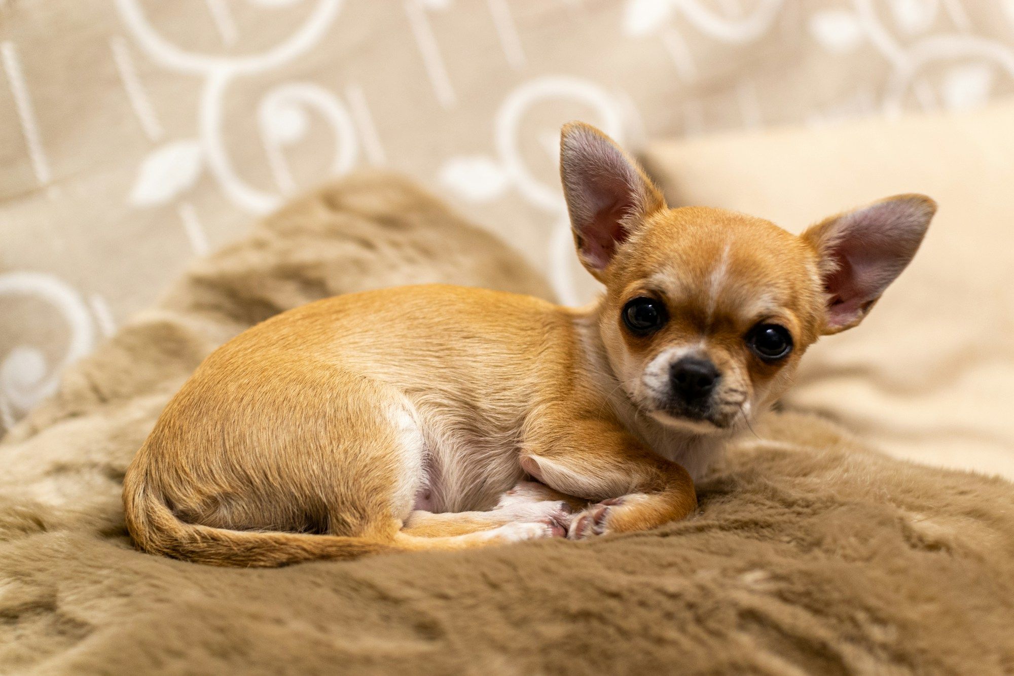 Chihuahua fauve à poil court couché sur une couverture en fausse fourrure beige, regardant l'objectif