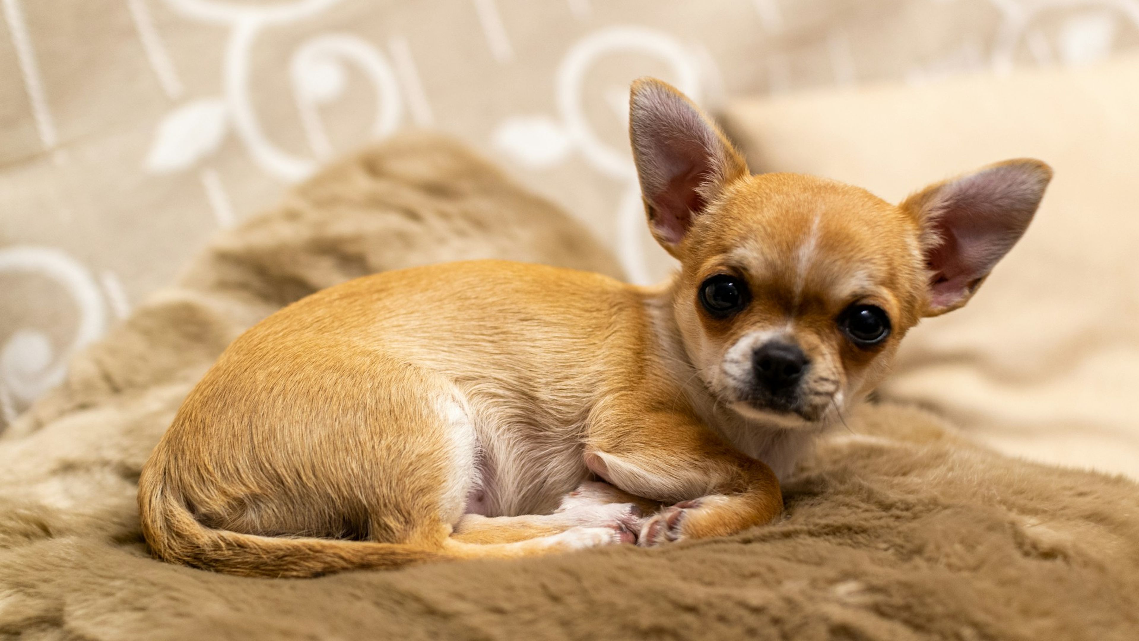 Chihuahua fauve à poil court couché sur une couverture en fausse fourrure beige, regardant l'objectif