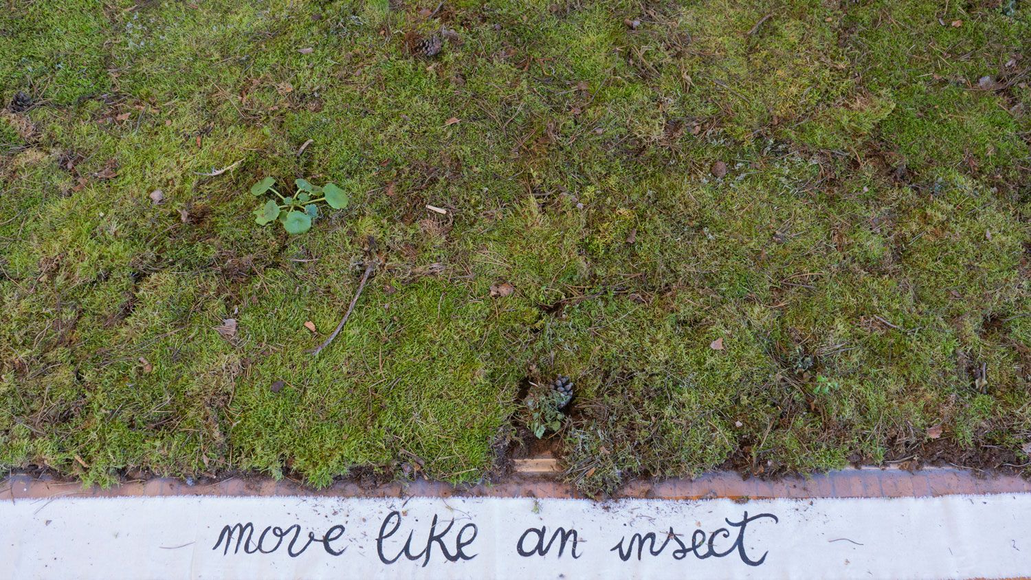 From the ground up - Insect for a moment