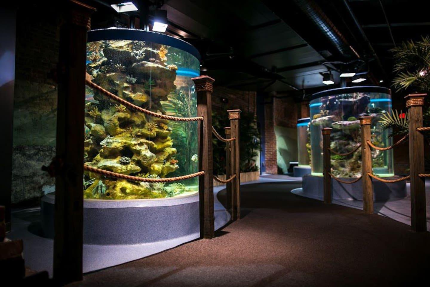 Greater Cleveland Aquarium
Distance: 5.1 miles
Drive Time: ~12 minutes
An aquarium featuring aquatic life from around the world, with interactive exhibits.