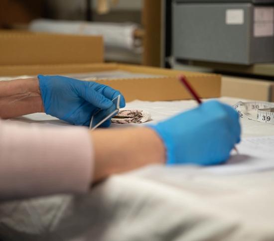 Southend Museum Curator