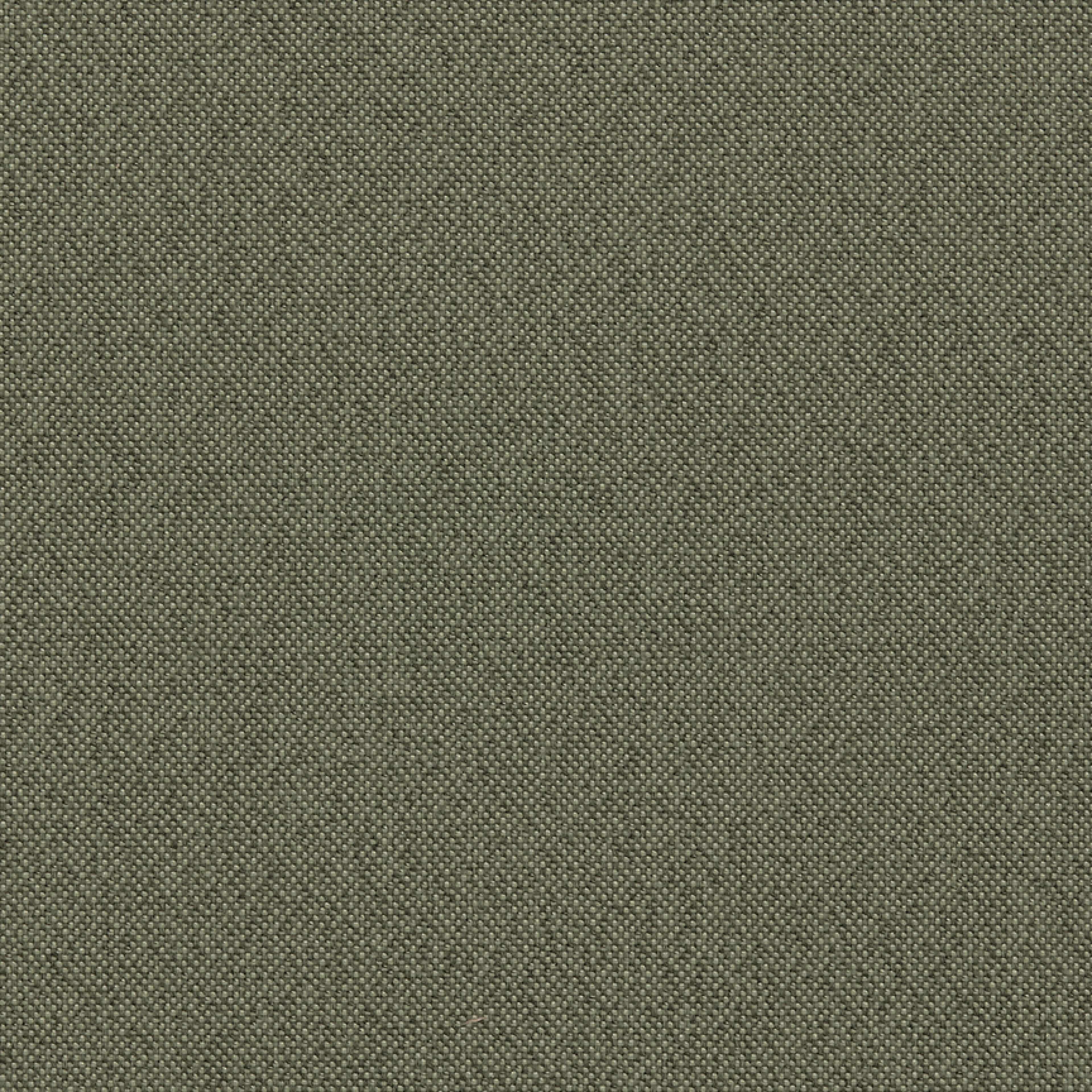 Moss