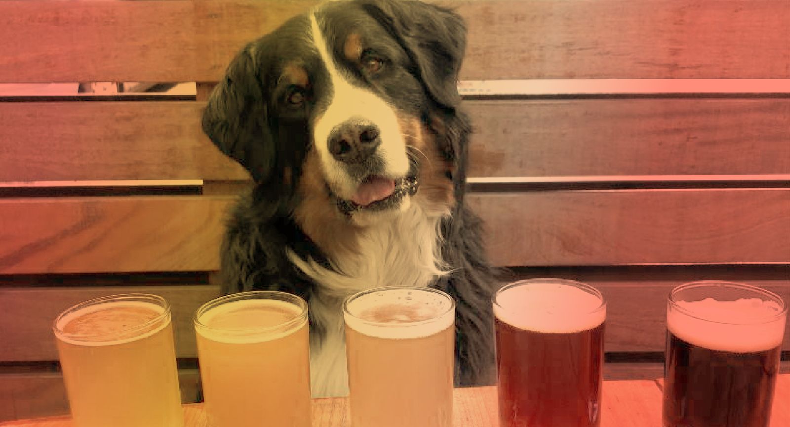 A dog peeking over a flight of beers