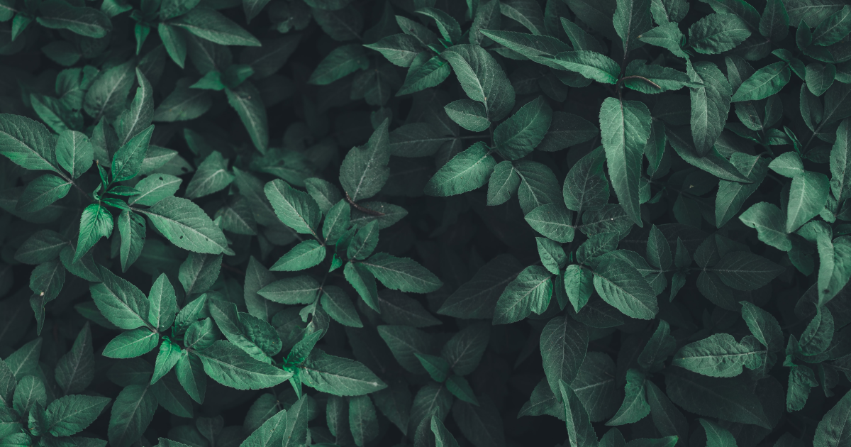 Decorative photo of green leaves