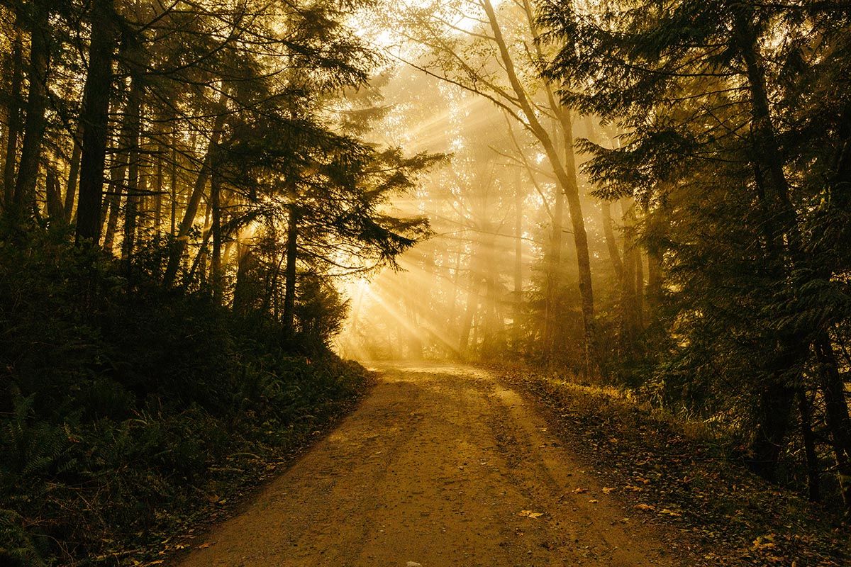 Photo of a road in a forest area, and the sun shining in the distance.