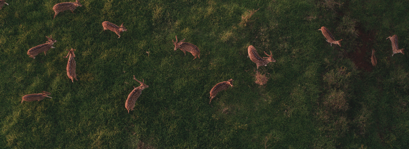Maui Nui Wild Harvested Venison