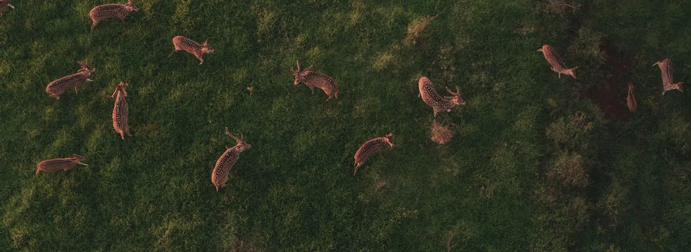 Maui Nui Wild Harvested Venison Maui Nui Wild Harvested Venison