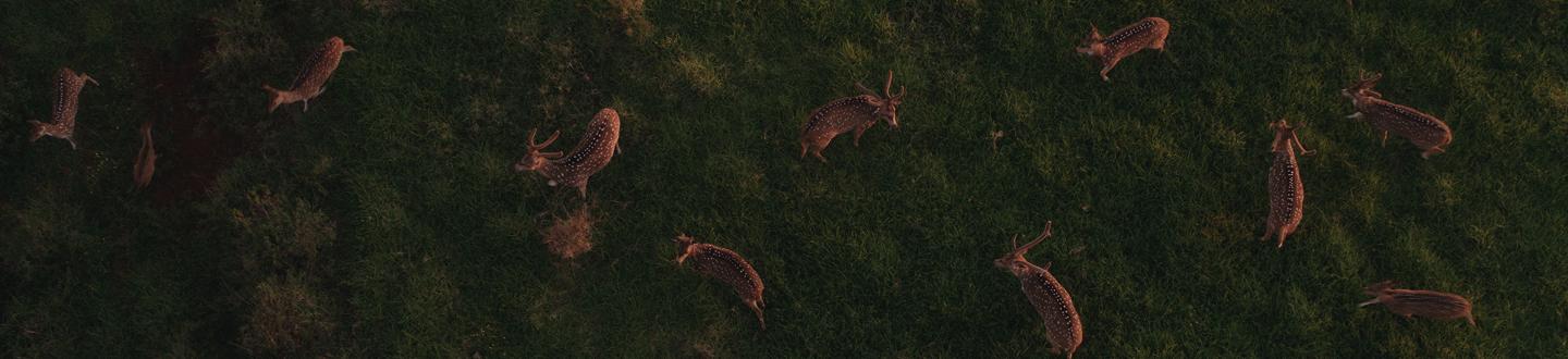 Maui Nui Wild Harvested Venison
