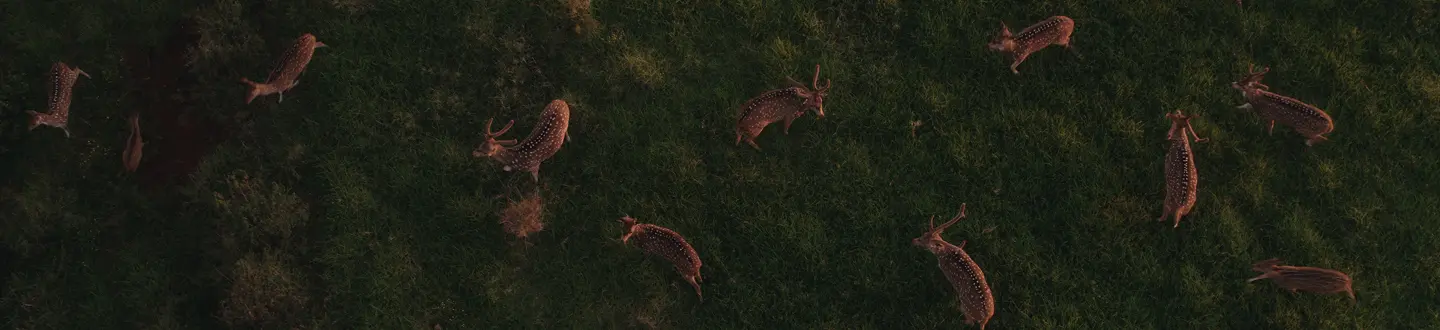 Maui Nui Wild Harvested Venison Maui Nui Wild Harvested Venison