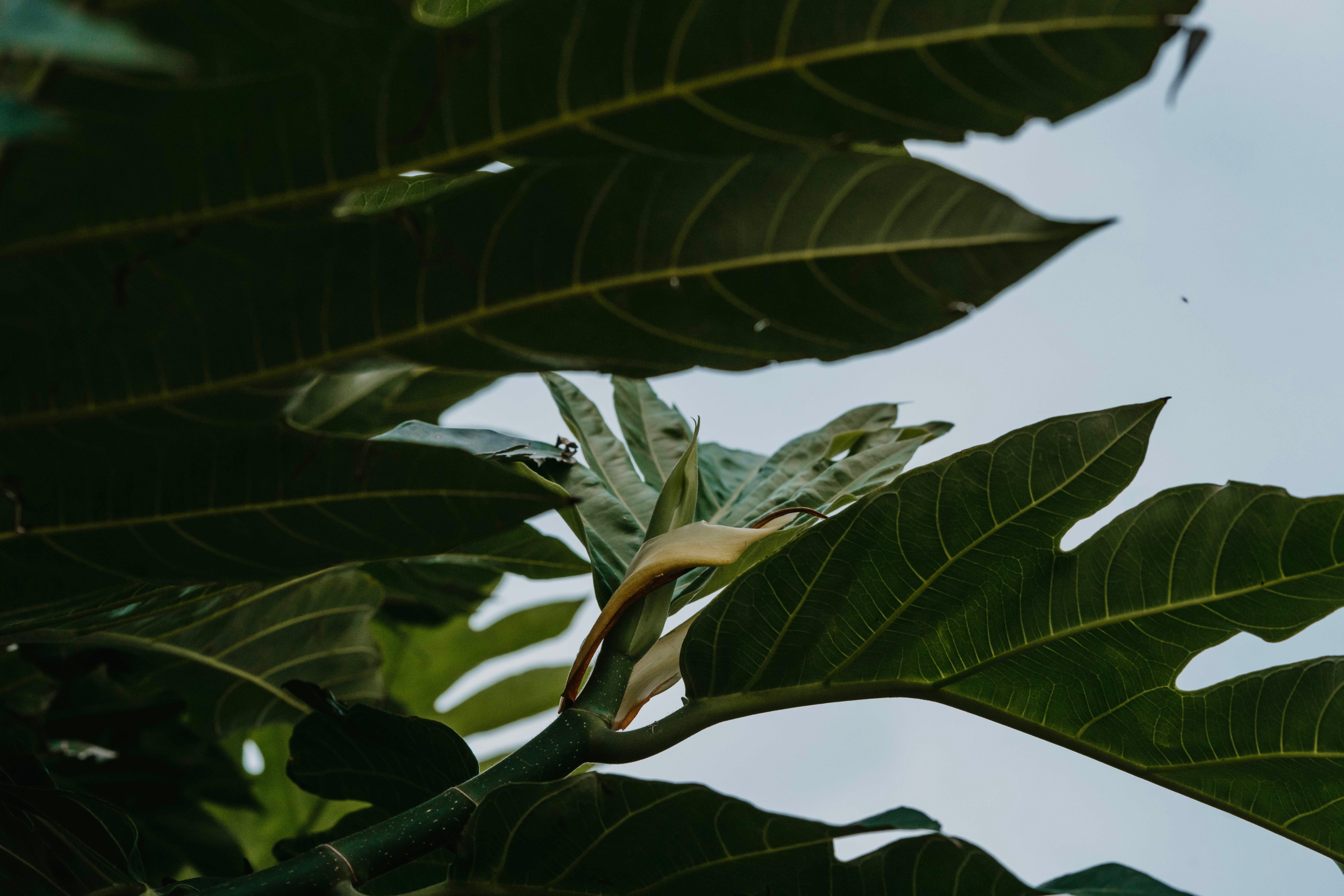 Maui Nui Wild Harvested Venison