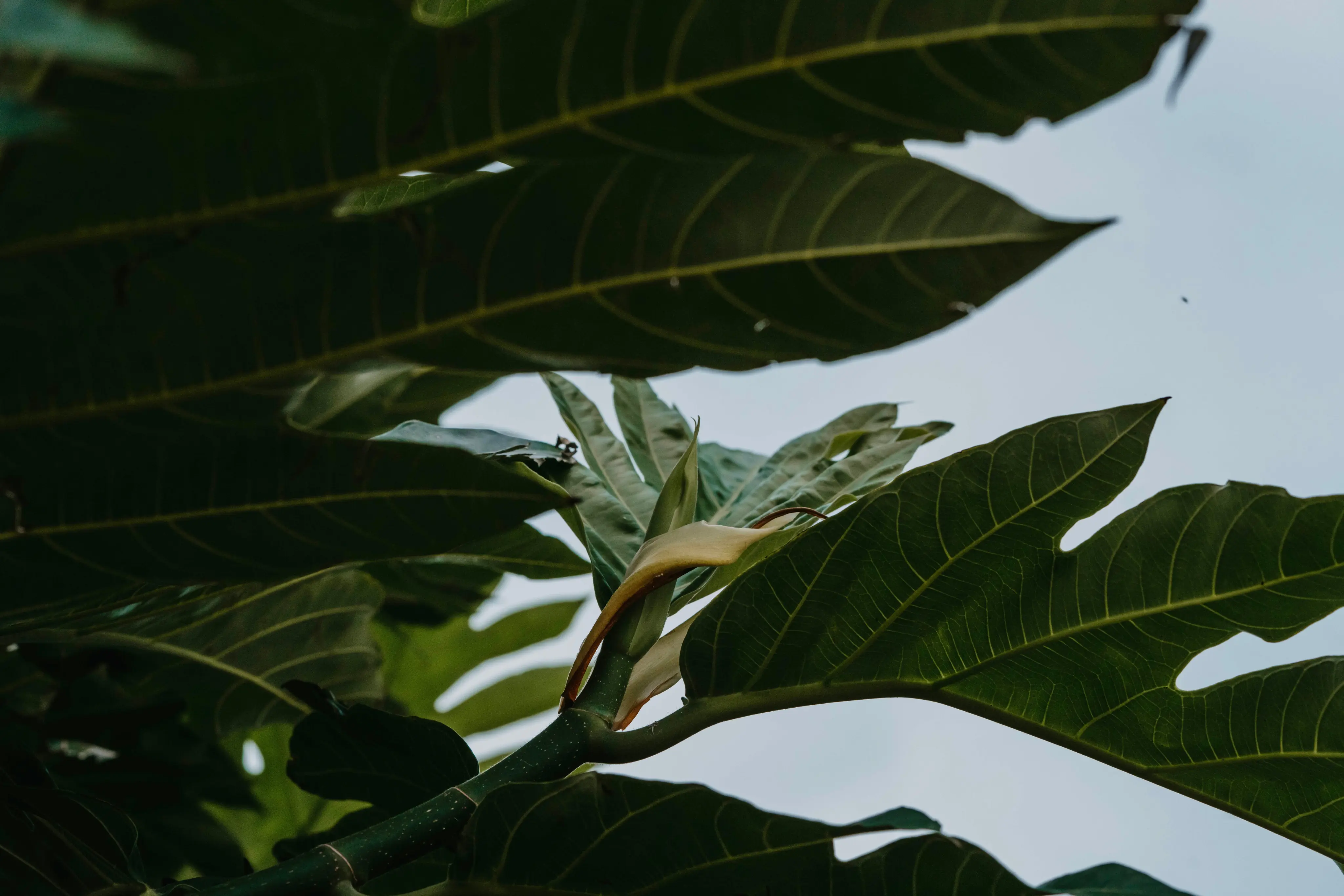 Maui Nui Wild Harvested Venison Maui Nui Wild Harvested Venison