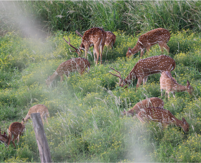 Maui Nui Wild Harvested Venison