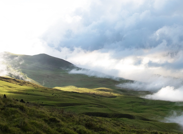Maui Nui Wild Harvested Venison