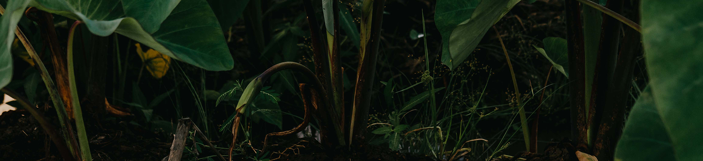 Maui Nui Wild Harvested Venison