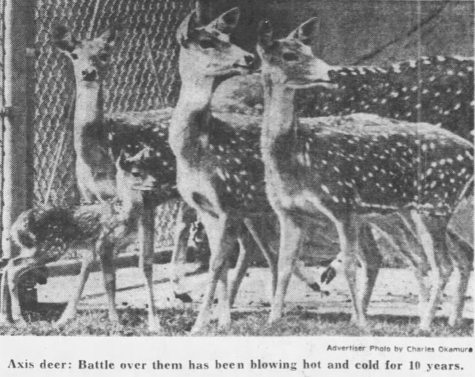 Maui Nui Wild Harvested Venison