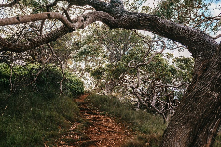 Maui Nui Wild Harvested Venison