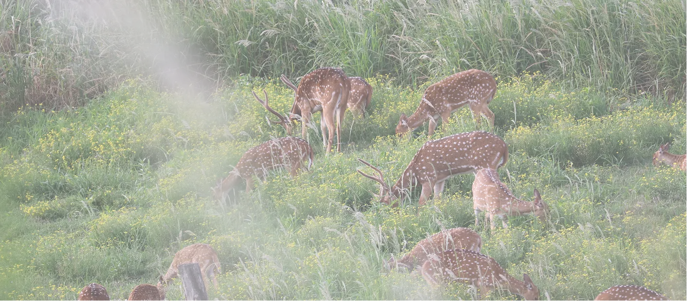 Maui Nui Wild Harvested Venison Maui Nui Wild Harvested Venison