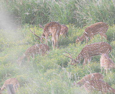 Maui Nui Wild Harvested Venison