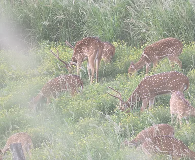 Maui Nui Wild Harvested Venison Maui Nui Wild Harvested Venison