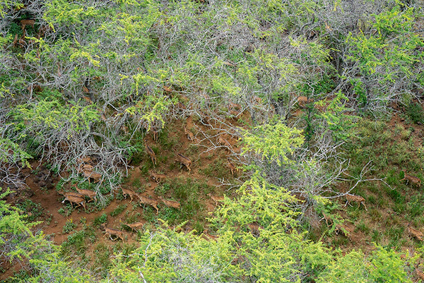 Maui Nui Wild Harvested Venison