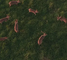 Maui Nui Wild Harvested Venison Maui Nui Wild Harvested Venison