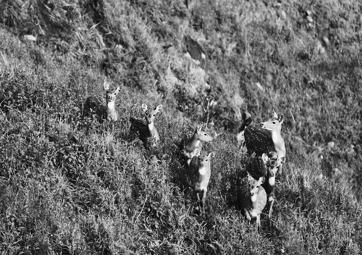 Maui Nui Wild Harvested Venison Maui Nui Wild Harvested Venison