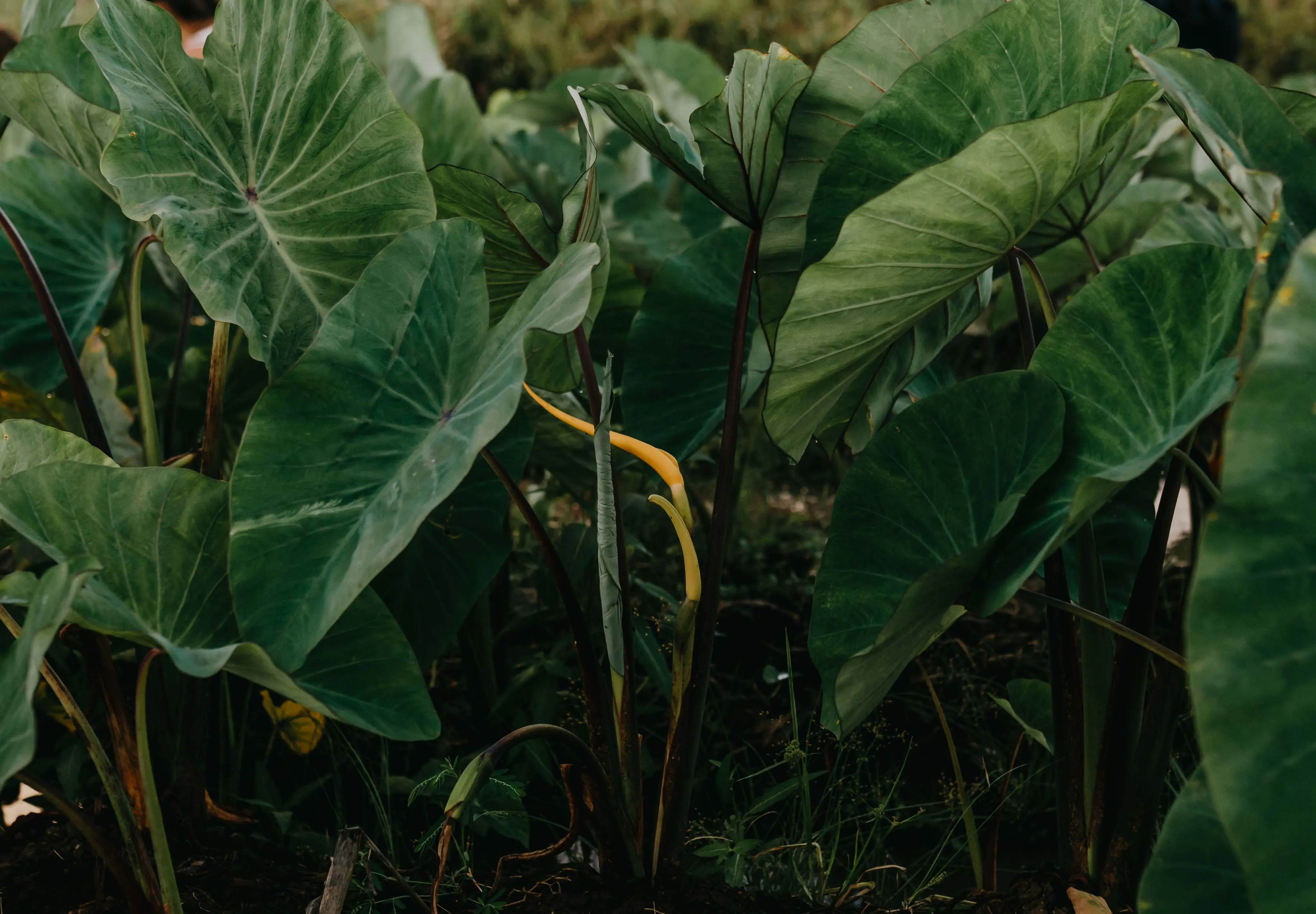 Maui Nui Wild Harvested Venison Kama'aina