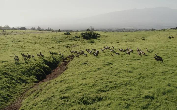 Axis deer herd running on the green, grassy slopes of upcountry Maui overlooking the West Maui mountains.