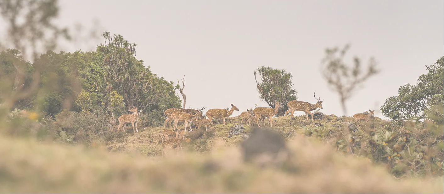 Maui Nui Wild Harvested Venison Maui Nui Wild Harvested Venison
