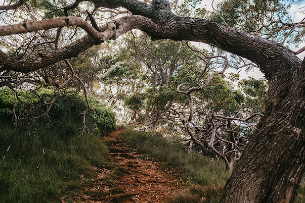 Maui Nui Wild Harvested Venison