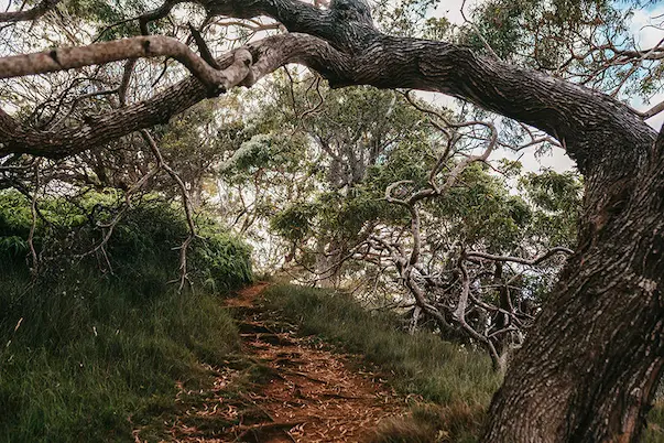 Maui Nui Wild Harvested Venison Maui Nui Wild Harvested Venison