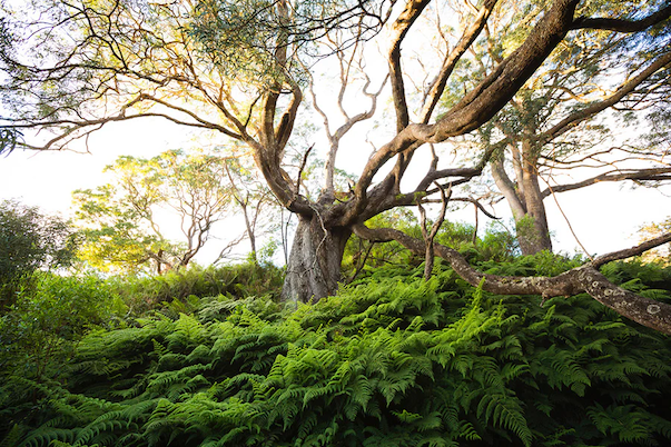 Maui Nui Wild Harvested Venison
