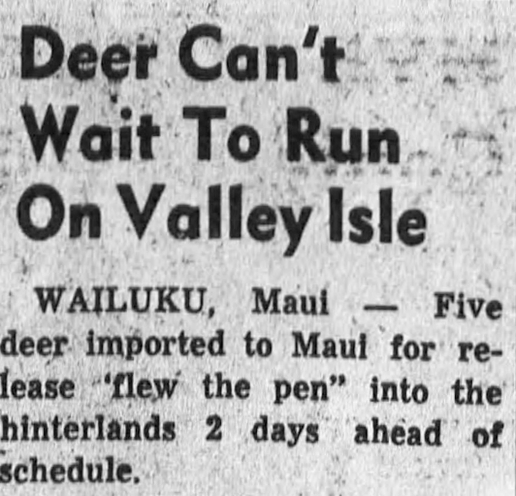 Maui Nui Wild Harvested Venison
