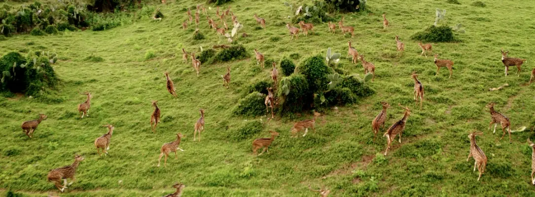 Maui Nui Wild Harvested Venison Wild axis deer roaming Maui, Hawaii