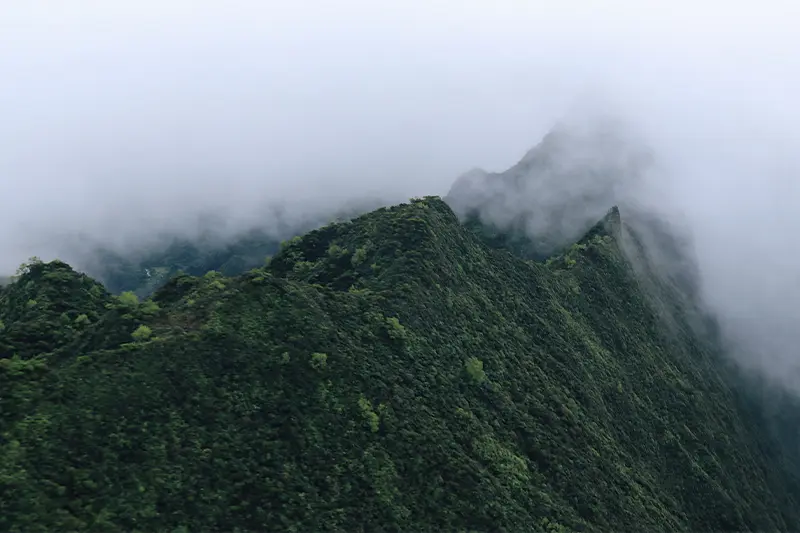 Maui Nui Wild Harvested Venison Maui Nui Wild Harvested Venison