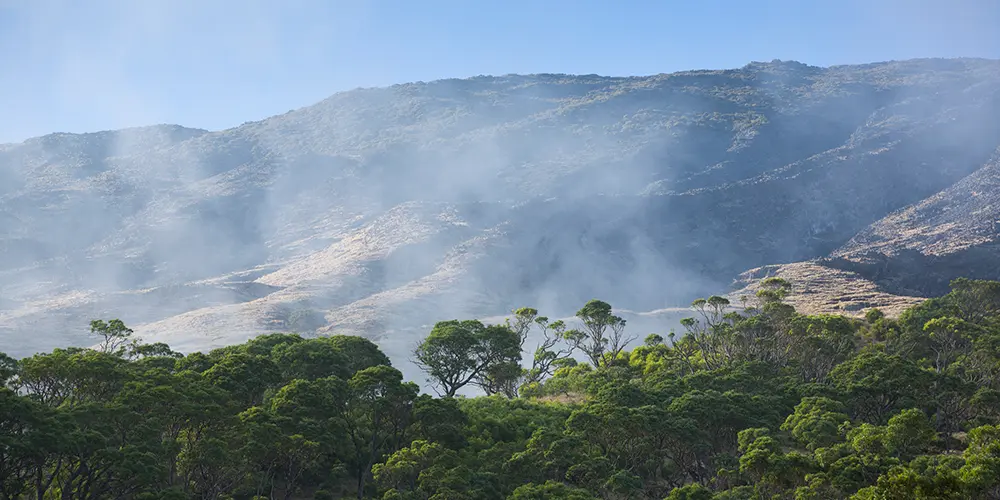 Maui Nui Wild Harvested Venison Maui Nui Wild Harvested Venison