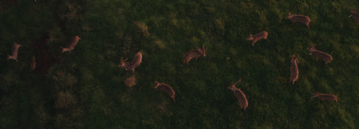 Maui Nui Wild Harvested Venison