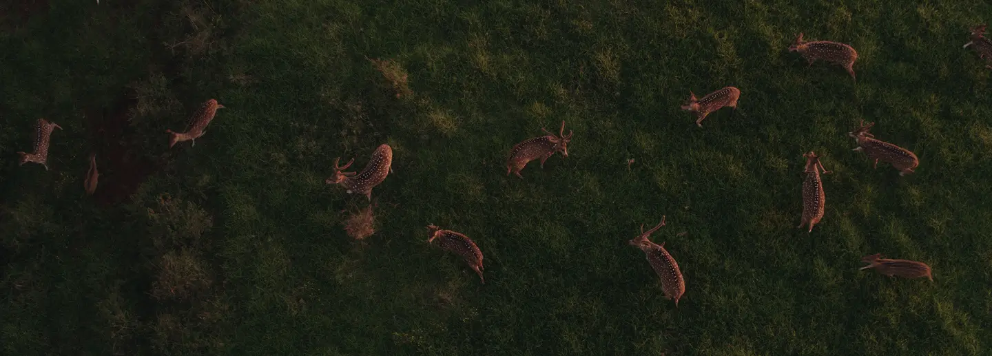 Maui Nui Wild Harvested Venison Maui Nui Wild Harvested Venison